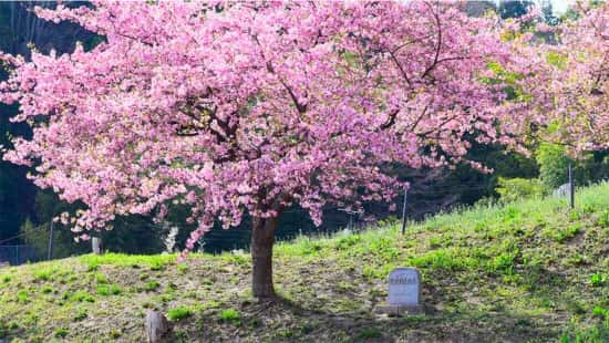 特定非営利活動法人桜ライン311のメイン画像