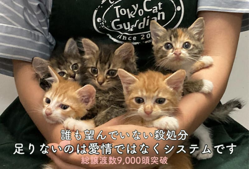 東京キャットガーディアンのメイン画像