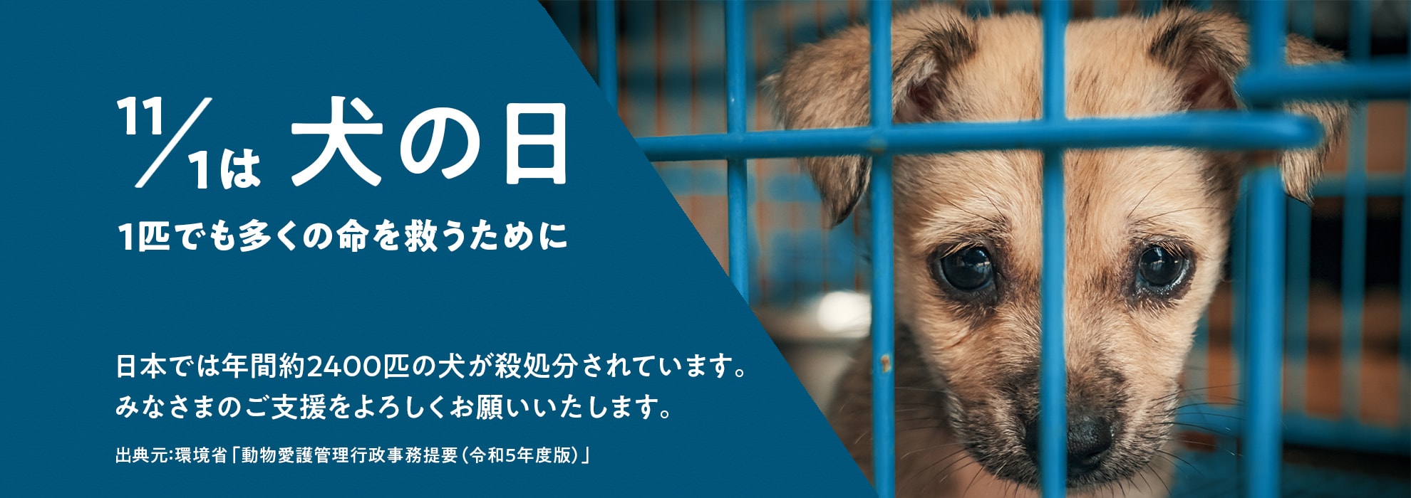 11/1は犬の日　1匹でも多くの命を救うために