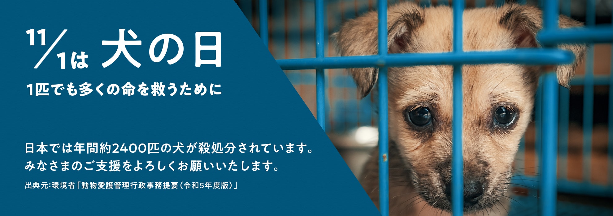 11/1は犬の日　1匹でも多くの命を救うために