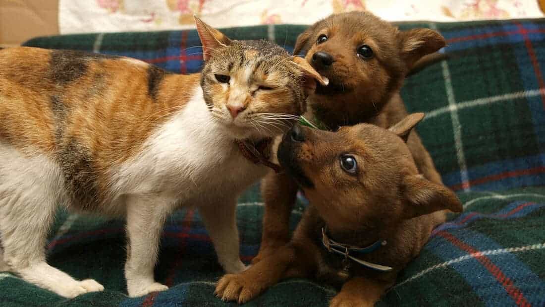 犬と猫のためのライフボートのメイン画像