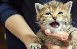 フェリシモ基金