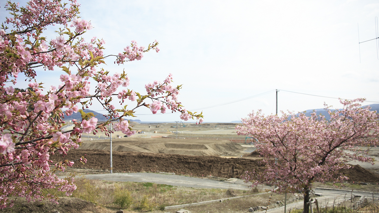 「陸前高田市　津波到達地点　桜」の画像検索結果