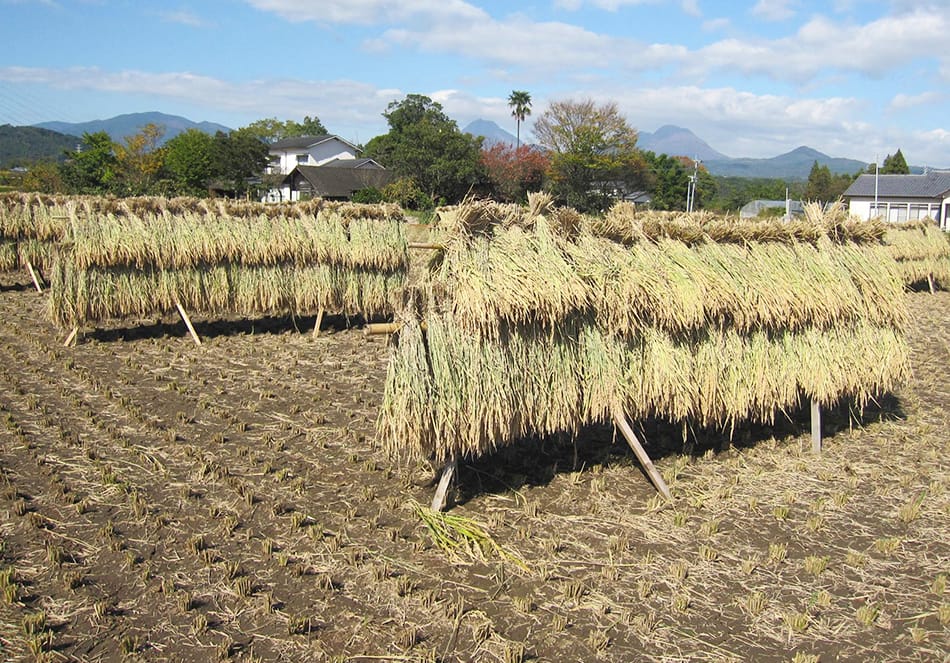 有機栽培の米 天日干し