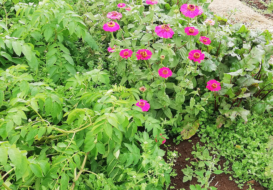 じゃがいもとビーツと大根と後からこぼれ種で生えてきた百日草