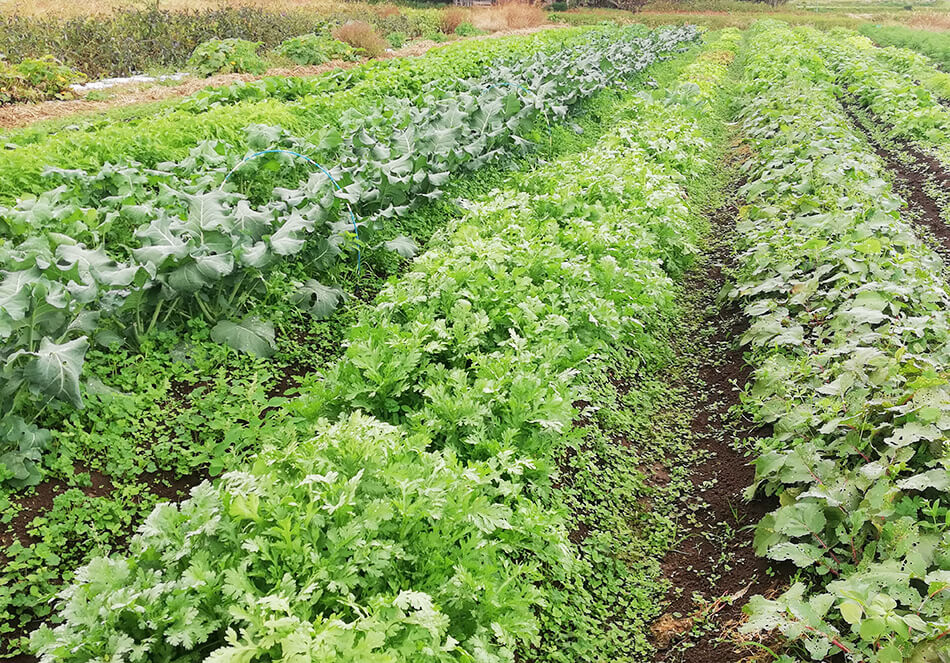 野菜にも相性がある 良い影響を与えあうコンパニオンプランツとは 地球とともに生きる エルマの読みもの エールマーケット Yahoo Japan 野菜にも相性がある 良い影響を与えあうコンパニオンプランツとは 地球とともに生きる エルマの読みもの エールマーケット Yahoo Japan