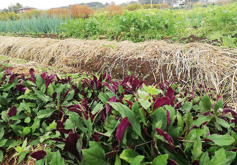 野菜にも相性がある 良い影響を与えあうコンパニオンプランツとは 地球とともに生きる エルマの読みもの エールマーケット Yahoo Japan 野菜にも相性がある 良い影響を与えあうコンパニオンプランツとは 地球とともに生きる エルマの読みもの エールマーケット Yahoo Japan