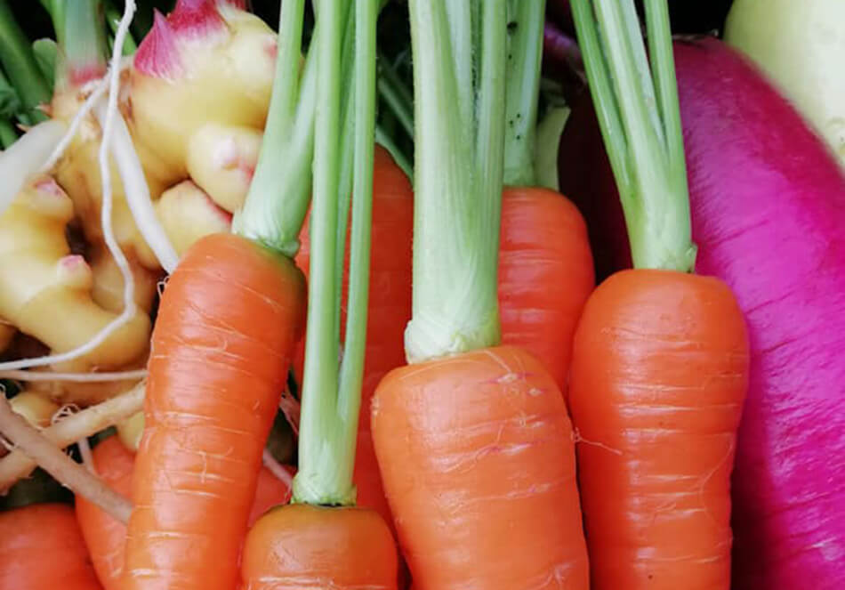 野菜にも相性がある 良い影響を与えあうコンパニオンプランツとは 地球とともに生きる エルマの読みもの エールマーケット Yahoo Japan