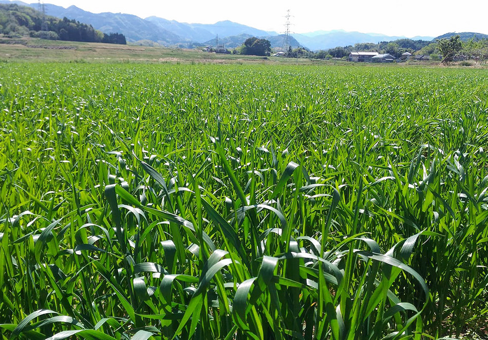 田んぼ