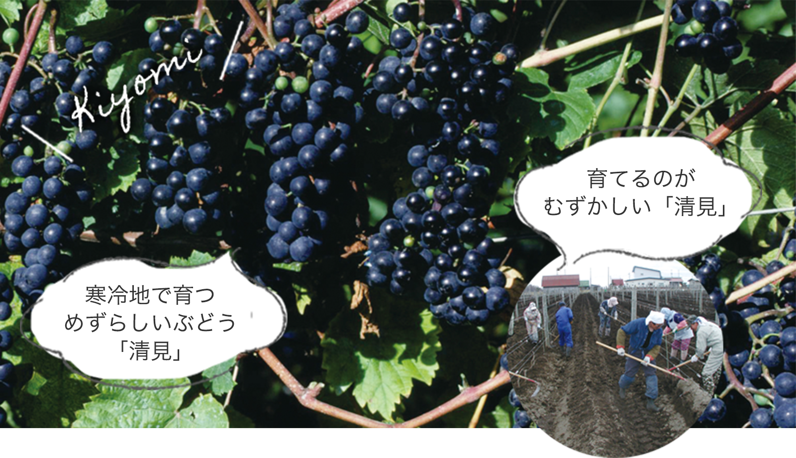 育てるのがむずかしい「清見」、寒冷地で育つめずらしいぶどう「清見」