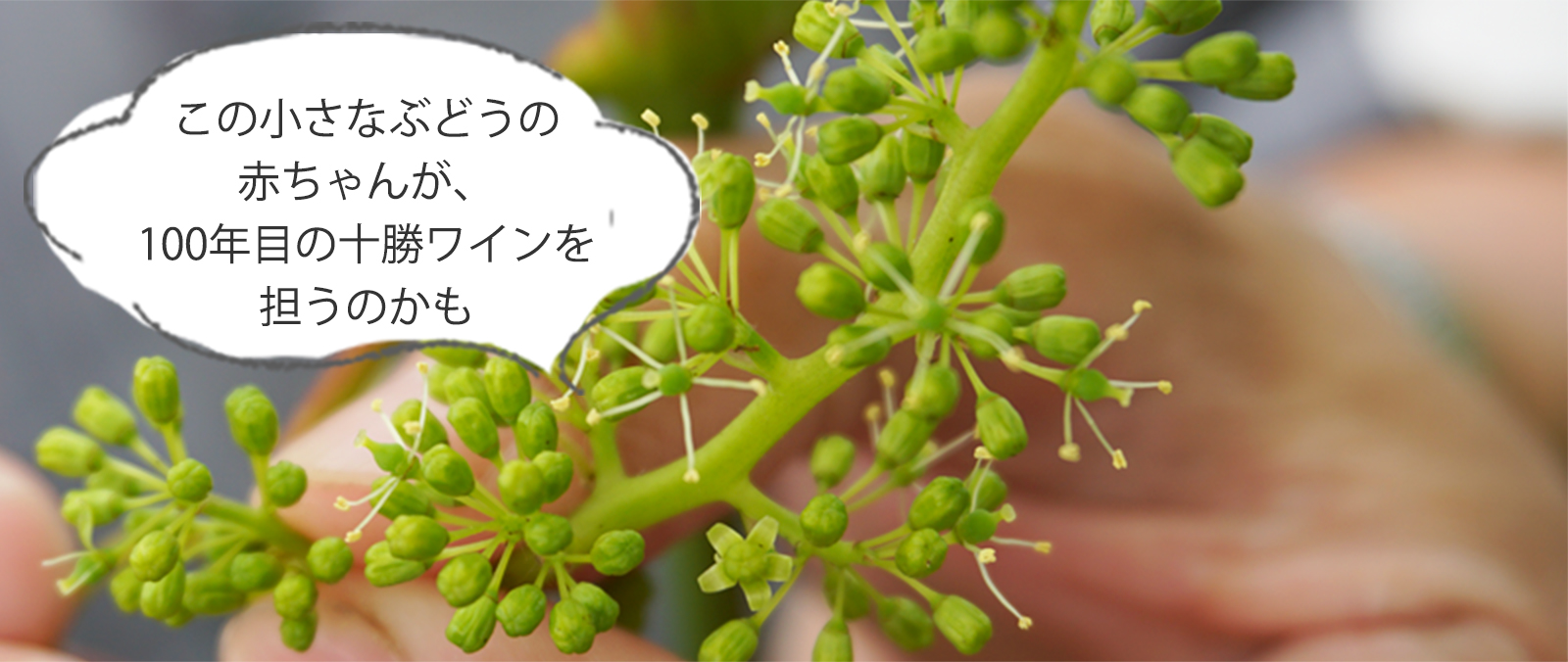 ぶどうの赤ちゃんの写真「この小さなぶどうの赤ちゃんが、100年目の十勝ワインを担うのかも」