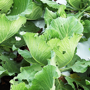 画像:近くから撮影した葉野菜