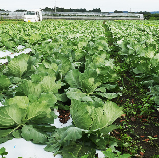 画像:外の畑で育つ葉野菜