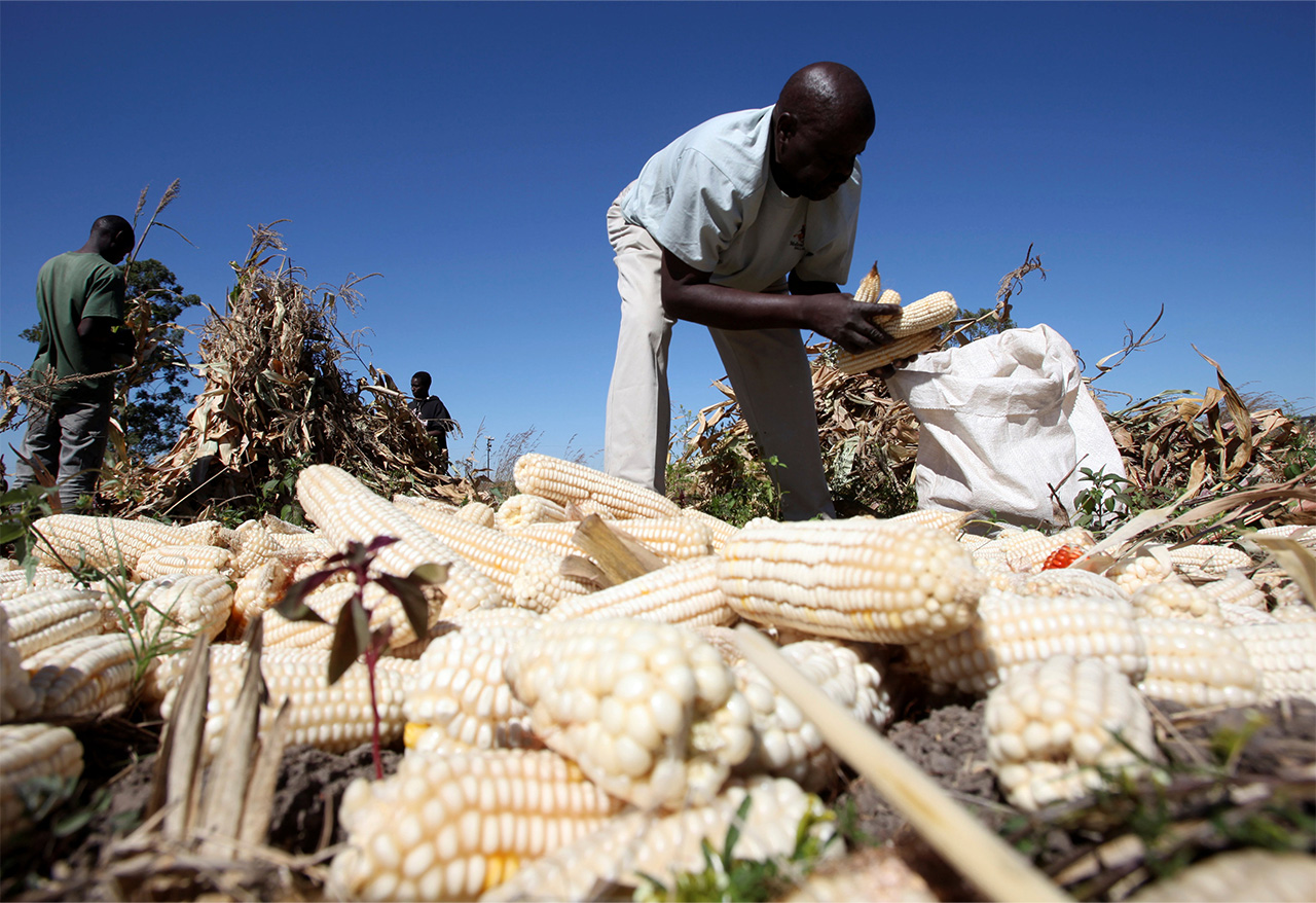 ジンバブエでトウモロコシを収穫する農民
