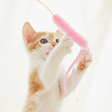 お尻がハートの猫は可愛いですか？ https://news.yahoo.co.jp/articles/f5b04225933f844e6ccf2d71d26e1e4aaf18afc6
