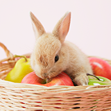 ウサギの避妊手術は、何歳までにするのがベストでしょうか？ 