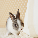 ウサギの暖房について ウサギ用のヒーターは使っていますが、そのほかにオススメのヒーターや暖房器具はありますか？