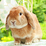 至急回答をお願い致します。 広島県内でウサギが診察可能で腫瘍・癌に詳しい 動物病院はありますでしょうか？ 知っている方は回答をお願い致します。