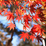 京都市内の有名どころの紅葉は今がピークでしょうか？