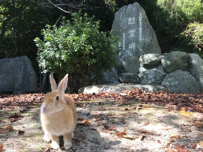 慰霊碑のかげから現れたウサギ。島のあちこち、毒ガス貯蔵庫跡の草むらからもウサギが現れてきます（2021年10月、水野梓撮影）