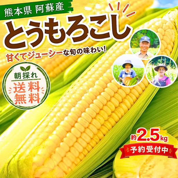 とうもろこし 熊本 阿蘇 入数 6〜9本 スイートコーン 2.5kg 2026年 ギフト 贈答 送料無料 朝採れ トウモロコシ 