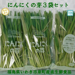 にんにく 産地直送 【にんにくの芽３袋セット】国産にんにくの芽 発芽にんにく 朝摘み 国産 福島県産 いわき市泉町産直 健康栄養食品 免疫力 生活習慣病対策