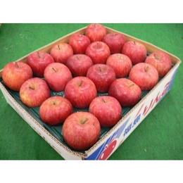 1２月中旬以降の相場を先取りした産地ならではのお値打ち品！【お買得　福島産 サンふじりんご 約５ｋｇ(16〜23玉)】