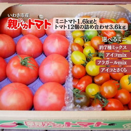[予約 1/5以降お届け]親バカトマト12個とミニトマト1.6kgの詰め合わせ 約3.6kg 選べるミニ  いわき市産 助川農園 農園直送 ギフト