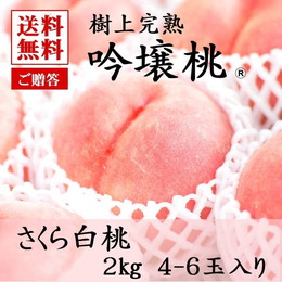 【送料無料】 福島産 さくら白桃 2キロ箱 4〜6玉入り 贈答品 ふくしまプライド。体感キャンペーン（果物/野菜）
