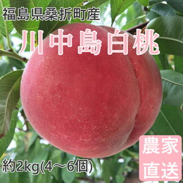 桃 川中島白桃 2kg(4～6個) 福島桑折町産 ギフト品 8月中旬-8月下旬お届け 常温配送