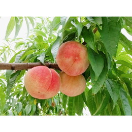 桃 【箭内厳雄果樹園】 もも 2kg 5～9玉 品種おまかせ 贈答用　福島県 《7月下旬～8月上旬から出荷》
