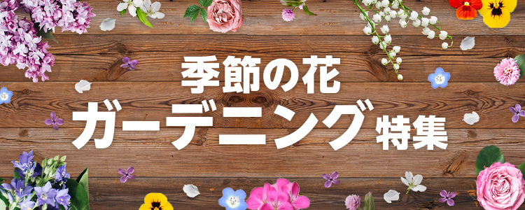 季節の花 ガーデニング特集 Yahoo ショッピング