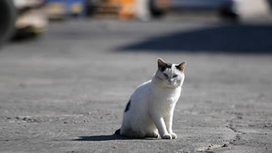 NPO法人　猫と人を繋ぐ　ツキネコ北海道