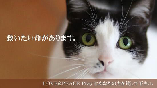 特定非営利活動法人　LOVE&PEACE Pray