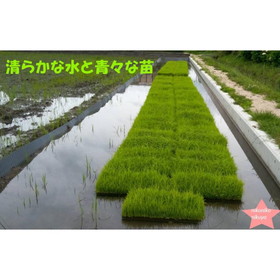 岡山県産　契約農家栽培　きぬむすめ10kg 白米 予約販売　11月から順次発送