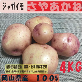ジャガイモ ２０２3年 新じゃが さやあかね ４kg 特別栽培農産物 オーガニック  無農薬ジャガイモ 　西日本　岡山県産　旬野菜　