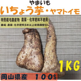予約販売　１１月〜２月販売　イチョウ芋 大和芋  やまいも １kg 特別栽培農産物  無農薬やまいも 　西日本　岡山県産　旬野菜　　農薬・化学肥料不使用