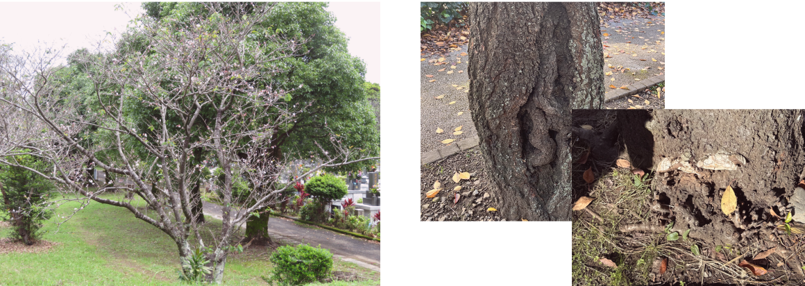 傷んだ桜の木の写真