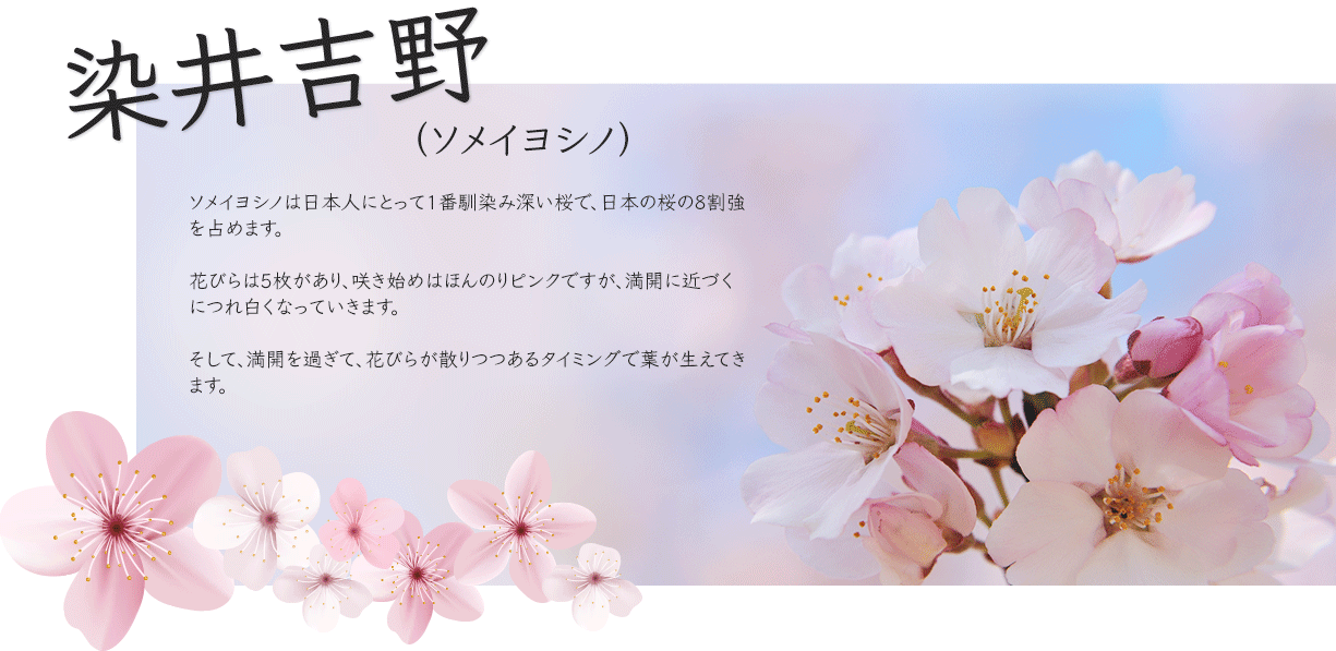 Techbase Việt Nam 日本の桜は種類がたくさん Tbversの日本桜体験