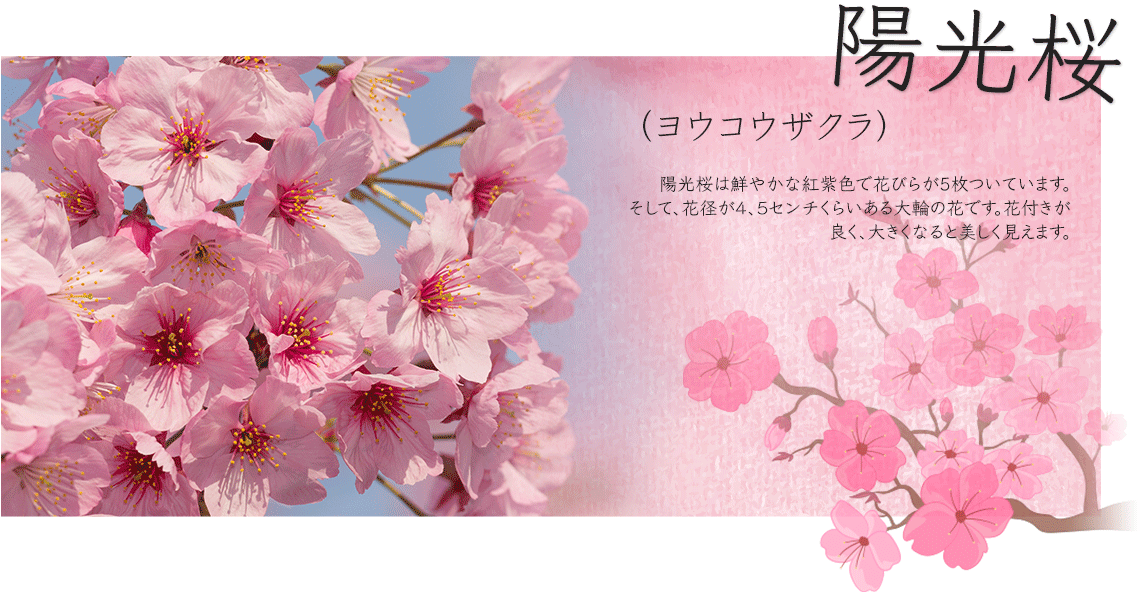 陽光桜（ ヨウコウザクラ）