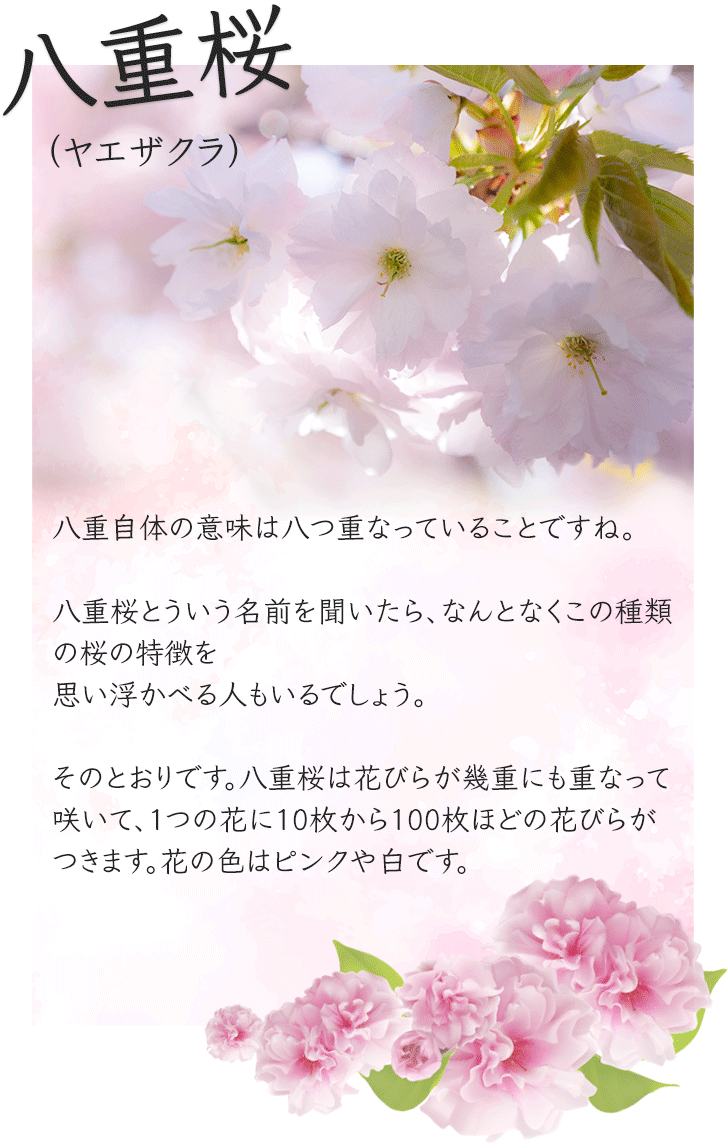 八重桜（ヤエザクラ）