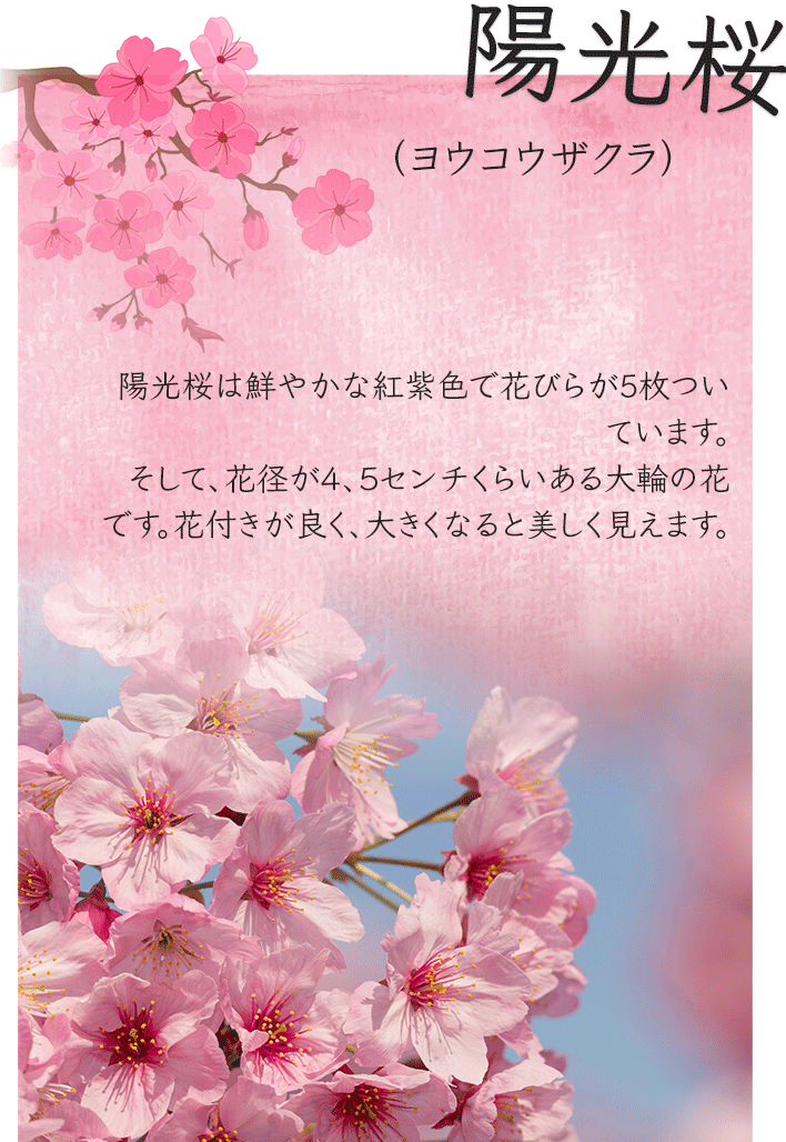 陽光桜（ ヨウコウザクラ）