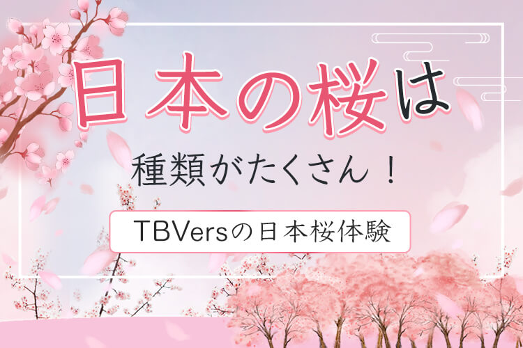 日本の桜は種類がたくさん ! TBVersの日本桜体験