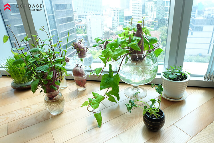 Planting-Growing-Sweet-Potato-In-TBV-Office-May-2020