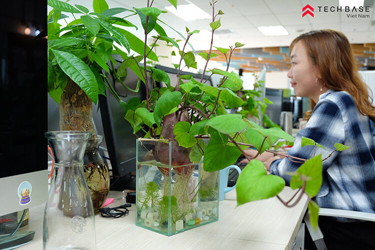 Planting-Growing-Sweet-Potato-In-TBV-Office-May-2020