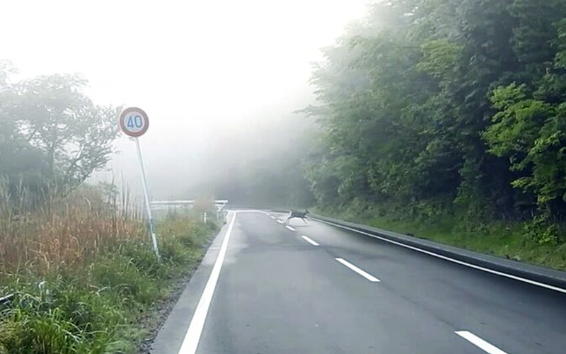 霧が立ち込める中シカが道路を横断している様子