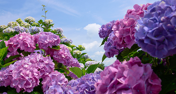 晴れた日の紫陽花