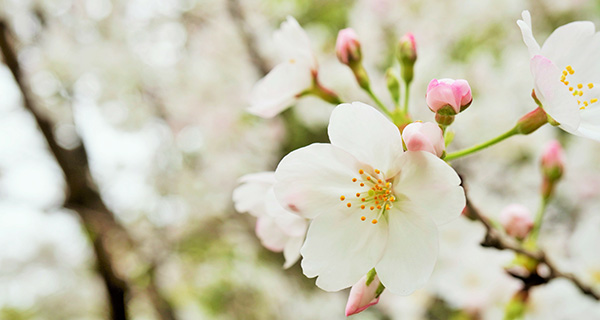 桜の開花