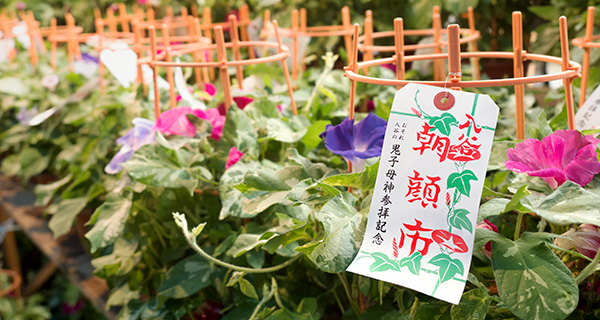 朝顔市