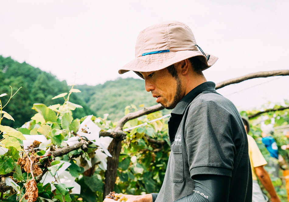 ココ・ファーム・ワイナリーで15年間ぶどうづくりに取り組んできた栽培長の石井秀樹さん